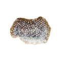 FUENTE OVALADA REEF MARINE