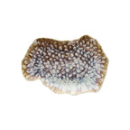 FUENTE OVALADA REEF MARINE